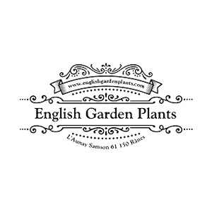 English Garden Plants